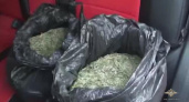 В Оренбурге полицейские изъяли около 35 кг марихуаны