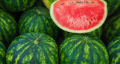 Арбузы уже не те. В Соль-Илецке говорят о снижении урожайности и вкусовых качеств бахчевых культур