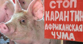 Спасите Фунтика. К оренбуржью приближается африканская чума свиней