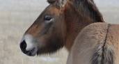 Дикие. PREURALSTEPPE о ложных фактах относительно лошадей Пржевальского