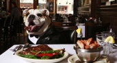 В Нью-Йорке открылось кафе для собак и их хозяев