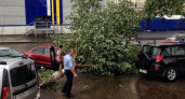 Падали деревья. Вячеслав Татаринов поделился фотографиями Оренбурга после бури