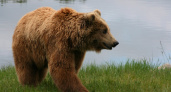 Косолапым не повезло. Жителям Оренбуржья разрешили охотиться на медведей