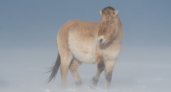 Очарованный странник. Журнал National Geographic опубликовал фото лошади Пржевальского из заповедника "Оренбургский"