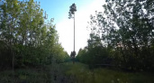Массовая посадка. Видеопрогулка Сергея Малюкова в урочище «Качкарский мар»