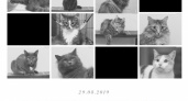 Сначала кошки, а потом? В приюте «Филимоша» произошла массовая гибель питомцев