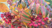Сухой лист и звезда. Осенние стихи Веры Арнгольд