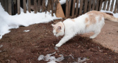 Не без котика. Фотопрогулка Сергея Кутимского по Оренбургу