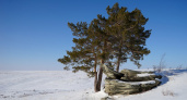 Белоснежный Карагай. Фотозарисовка Андрея Черкасова из Кувандыкского района