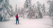 Хорошо-то как! Фотозарисовка Галины Широниной из Бузулукского бора