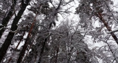 Как же нынче хорошо! Фотопрогулка Галины Широниной в Бузулукском бору
