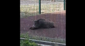 В Оренбурге по школьному спортивному стадиону гуляет кабан 