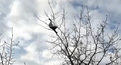 В Оренбурге МЧС отказалось снимать котенка с дерева 