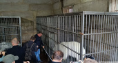 Медведей в оренбургском цирке содержали в ненадлежащих условиях