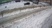 В Оренбурге бродячие собаки набросились на школьника