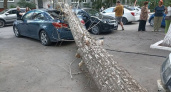 В Оренбурге на припаркованные машины упало сухое дерево