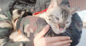 Бенгальский кот Барсик ищет новый дом в Оренбурге