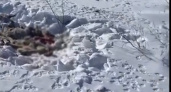 В военном охотхозяйстве в Оренбуржье псы загрызли несколько косуль
