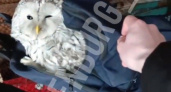 Оренбургский школьник поймал сову и принес ее домой
