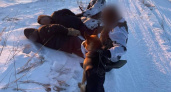 В Оренбуржье была остановлена попытка двух иностранцев незаконно пересечь границу