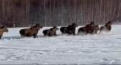 В Тюльганском районе Оренбургской области заметили большое стадо лосей без рогов