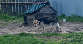 В Орске подписали новый договор на отлов бродячих собак