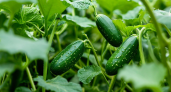Не просто сорт, а урожайное чудо: гибрид огурцов, который порадует плодами уже в июне — до 4 кг с куста