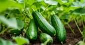 Урожайная мечта садоводов: гибрид огурцов, который созреет уже в начале июня — до 4 кг с одного куста