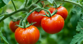 С 3 кустов соберете ванну томатов: этот приземистый гибрид успеет завалить все вокруг помидорами даже в короткое лето