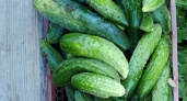 Посадил этот огурец — через 35 дней пошла жара: овощами завалена вся дача — чемпион скороспелости и урожайности