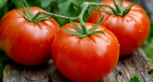 Не «Бычье сердце»: этот гибрид завязывает томаты  до 8 штук в кисти и в холод, и в жару — сочные и мясистые