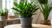Раз в месяц протирайте замиокулькас этим продуктом с кухни: цветок порадует новыми листьями – а деньги потекут рекой