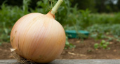 Ложка "мусора" в лунку — и лук вырастет крупнее дыни: в 2 раза больше урожая без химии