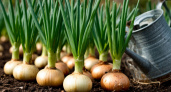 Лук с чесноком растут как на дрожжах: добавляю это в воду для полива — собираю не головки, а «гирьки», растут великанами