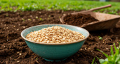Миска крупы заменит целую тачку навоза: бросаем по всему участку - в мае земля приятнее шелка 