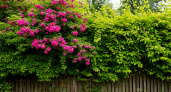 Вместо голого забора — яркое одеяло цветов: 5 роскошных лиан на выбор — волшебный водопад