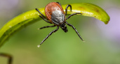 Клещи погибают молниеносно: копеечное средство защищает лучше всех магазинных аэрозолей