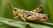 Теперь стало понятно, почему в СССР почти не было саранчи, а сейчас ее стало пруд пруди: вот в чем истинная причина