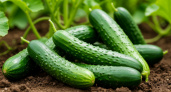 Огурцы завалят урожаем: сыплю 1 ложку под корень — будут плодоносить до октября