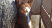 В Оренбуржье впервые в мире ожеребилась выкормленная смесью лошадь Пржевальского
