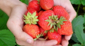 5 таблеток для клубники: ягода станет слаще сахара — за рецептом охотятся все дачники