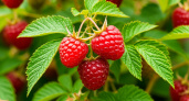 Малине в июле - обязательно: вот что обязательно нужно сделать, чтобы ветки ломились от крупных и сладких ягод