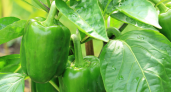 Теплый полив перцев — залог эталонного урожая: растения завяжут свои плоды без устали — в любую погоду