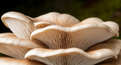 Ученые назвали самый полезный гриб
