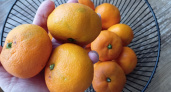 Выбираю самые вкусные мандарины на Новый год: Роскачество раскрыло секреты выбора сладких фруктов по кожуре — каких плодов избегать