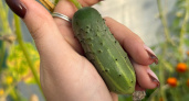 Посадила этот сорт огурцов и ахнула: ем свои идеальные огурцы раньше всех - жалею, что не сажала их раньше