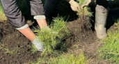В Оренбуржье осенью восстановят еще 200 гектаров леса