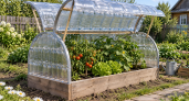 Пластиковые бутылки большого объема собираю по знакомым: мастерю из них парник-бабочку — весь сезон работает за троих