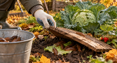 Борьбу со слизнями начинаю с осени: метод подсказал знакомый агроном — к весне участок чистый, без моллюсков
