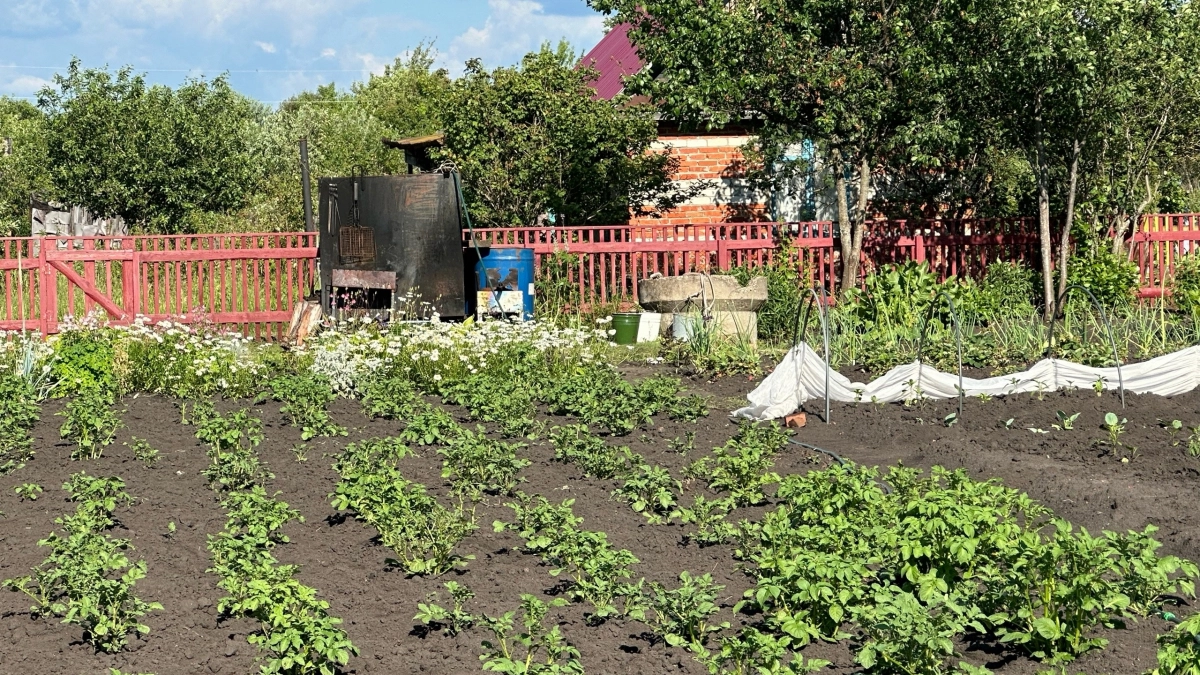 Всегда сажаю картошку после «символического» дня — каждый год выкапываю урожая «на половину Китая»